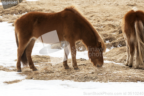 Image of Two Icelandic horses on a meadow in spring