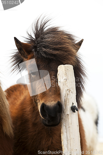 Image of Brown Icelandic horse scratches on the fence