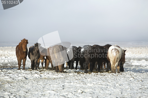 Image of Herd of Icelandic horses after snow storm