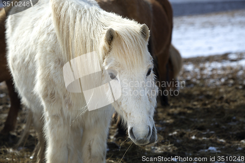 Image of Portrait of a white Icelandic horse in winter landscape