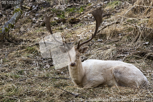 Image of Albino buck deer in the forest