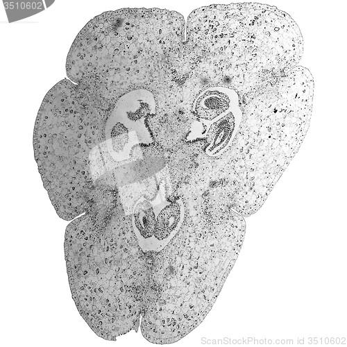 Image of Black and white Lily ovary micrograph