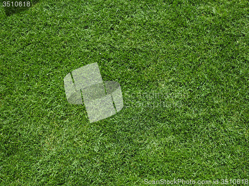 Image of Green grass meadow background