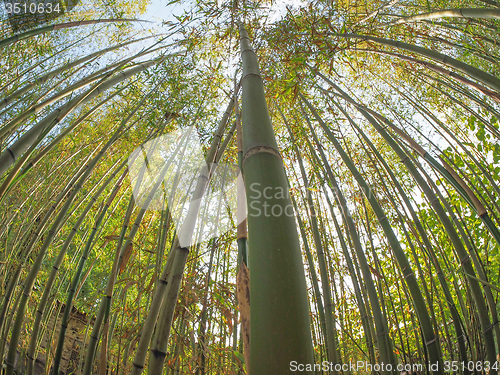 Image of Bamboo tree