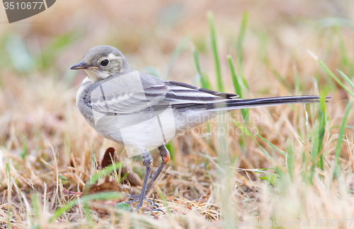 Image of Yellow wagtail, female