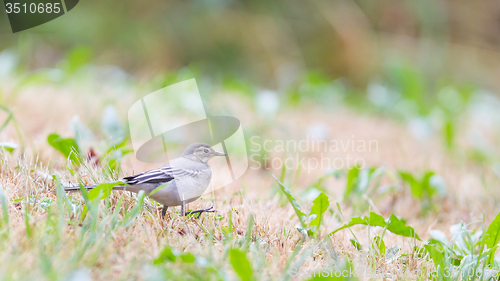 Image of Yellow wagtail, female