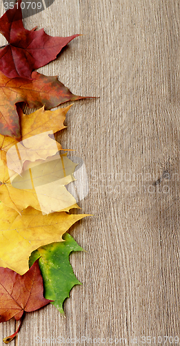 Image of Frame of Maple Leafs