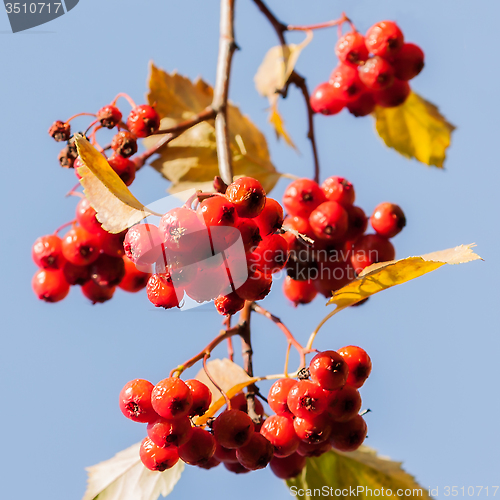 Image of Hawthorn berries