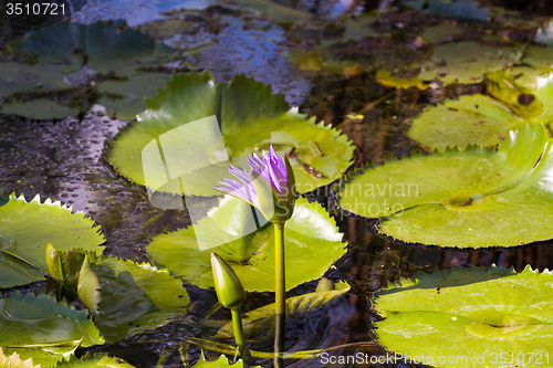 Image of blue  water lily