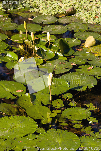Image of water lily in small pond