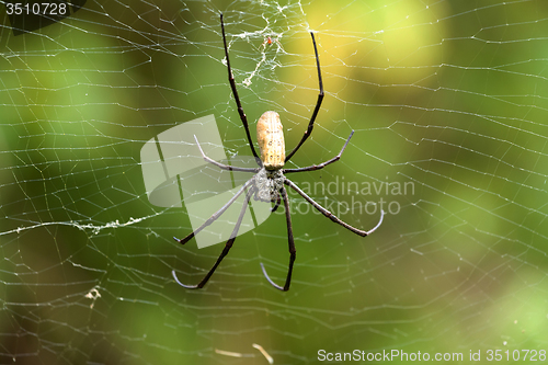 Image of Nephila pilipes, big spider, Bali, Indonesia