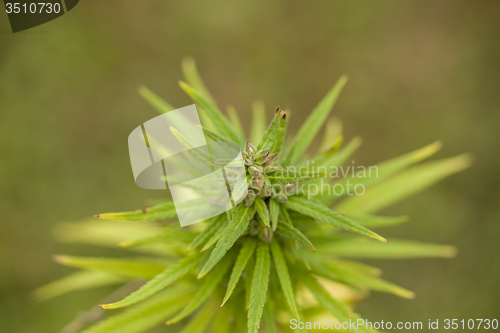 Image of Field of Cannabis plants 