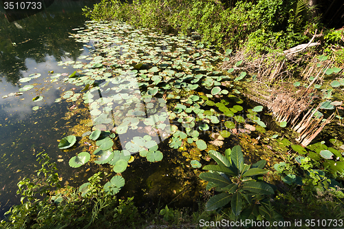 Image of flora on indonesian pond