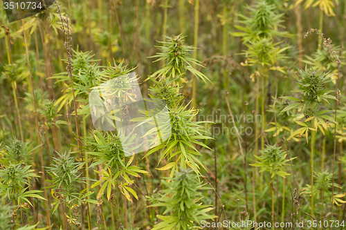 Image of Field of Cannabis plants 