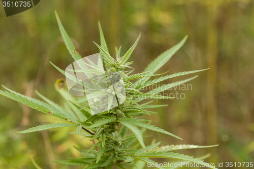 Image of Field of Cannabis plants 