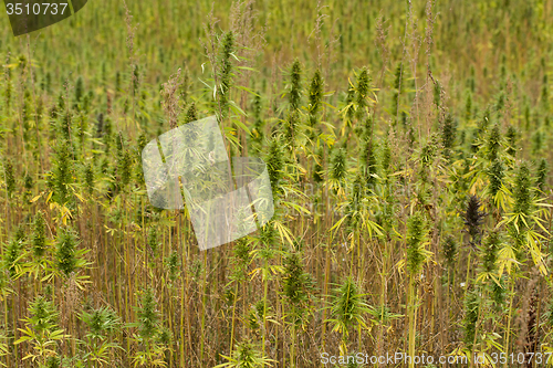 Image of Field of Cannabis plants 