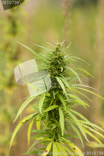 Image of Field of Cannabis plants 