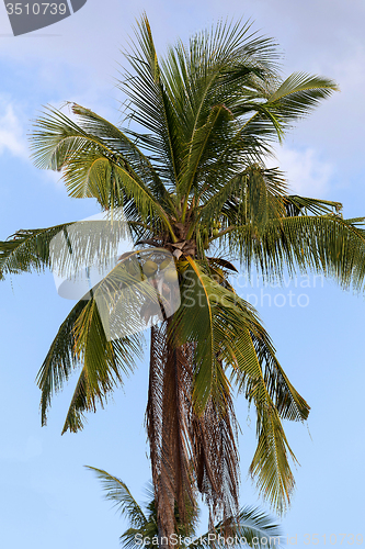 Image of coco-palm tree against blue sky