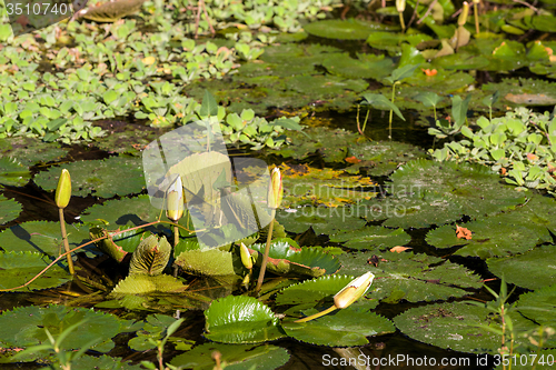 Image of water lily in small pond