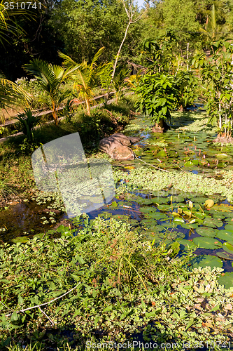 Image of water lily in small pond