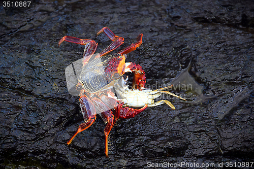 Image of Crab eating another crab