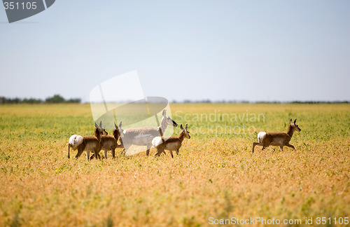 Image of Pronghorn Antelope Family