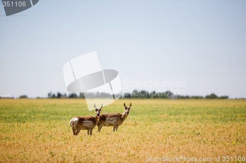 Image of Two Prairie Antelope