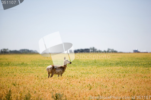 Image of Prairie Antelope