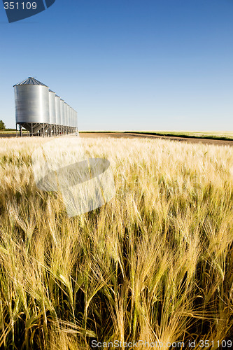 Image of Prairie Harvest