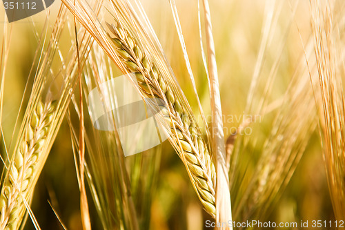 Image of Wheat Head Detail