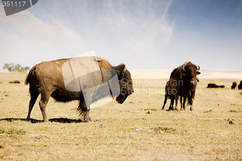 Image of Bison