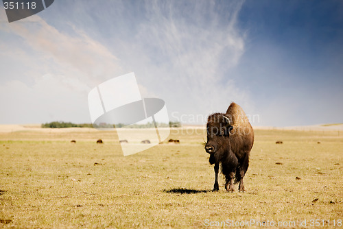 Image of Buffalo