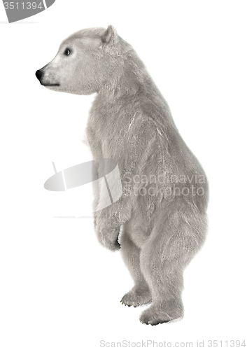 Image of Polar Bear Cub