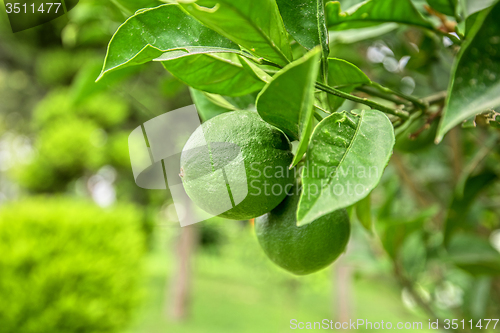 Image of Lime tree