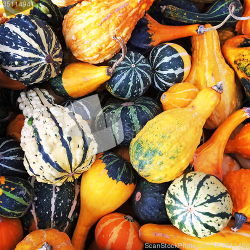 Image of Gourds of different shapes and colors