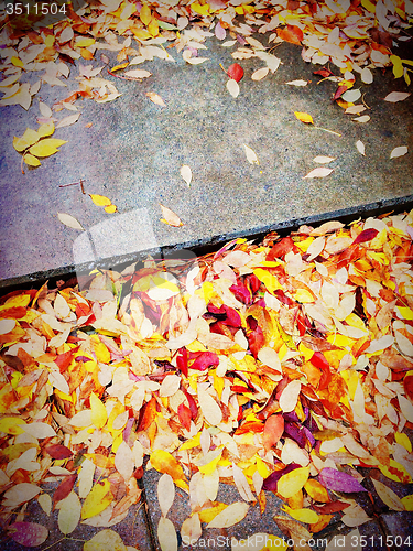 Image of Bright orange leaves on stone steps