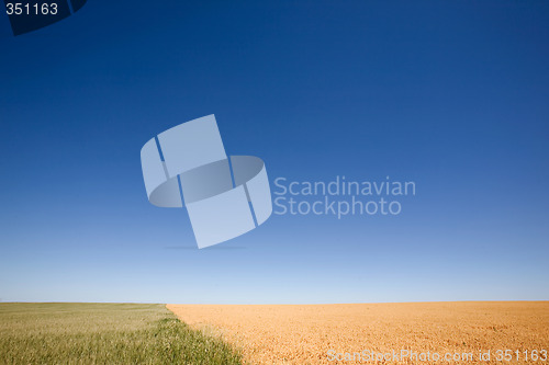 Image of Wheat and Peas Contrast