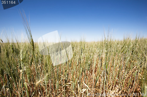 Image of Wheat Field Landscape