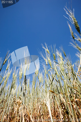 Image of Wheat Detail