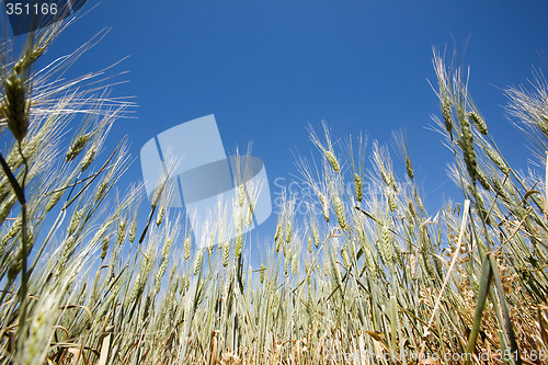 Image of Wheat Detail