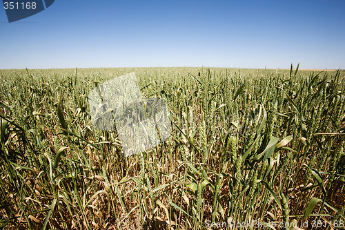 Image of Wheat Close UP