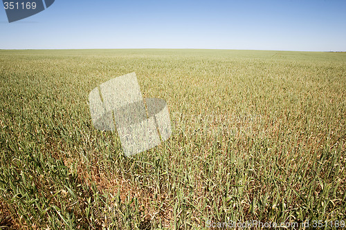 Image of Wheat Field