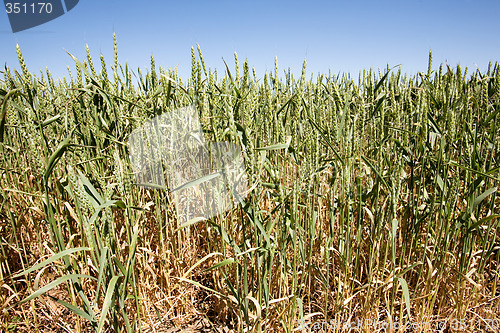 Image of Wheat Close UP