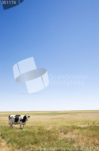 Image of Copy Space Cow