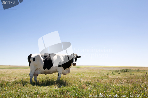 Image of Copy Space Cow