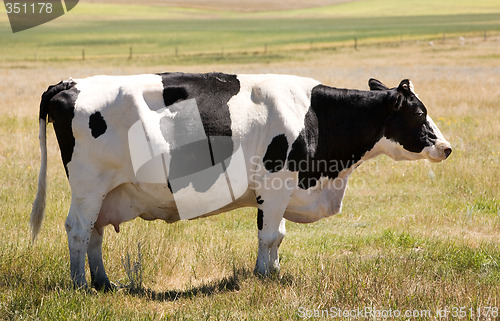 Image of Unamused Holstein Cow