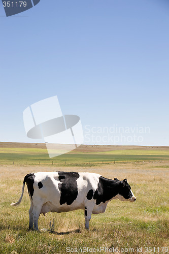 Image of Cow Swatting Flies