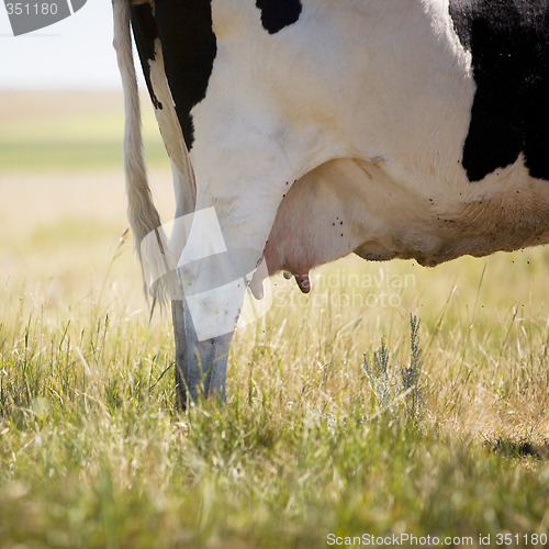 Image of Cow Swatting Flies