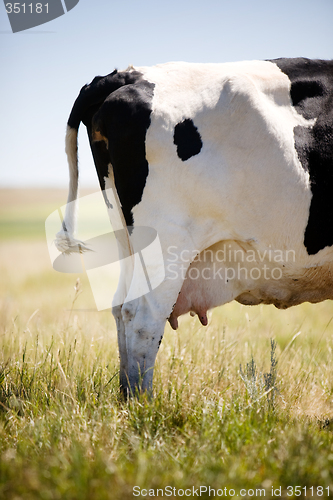 Image of Cow Swatting Flies