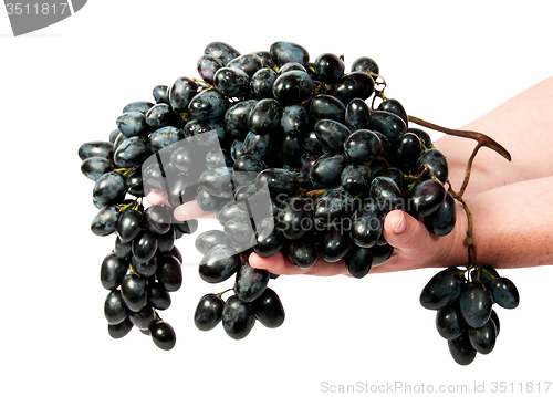 Image of Two hands holding a bunch of dark grapes